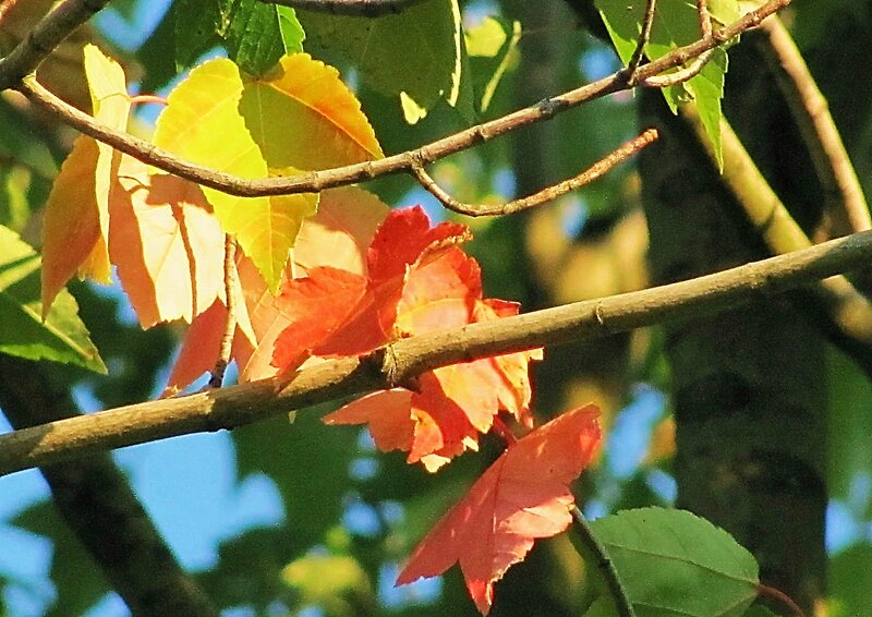 Autumn Leaves on Tree Branch