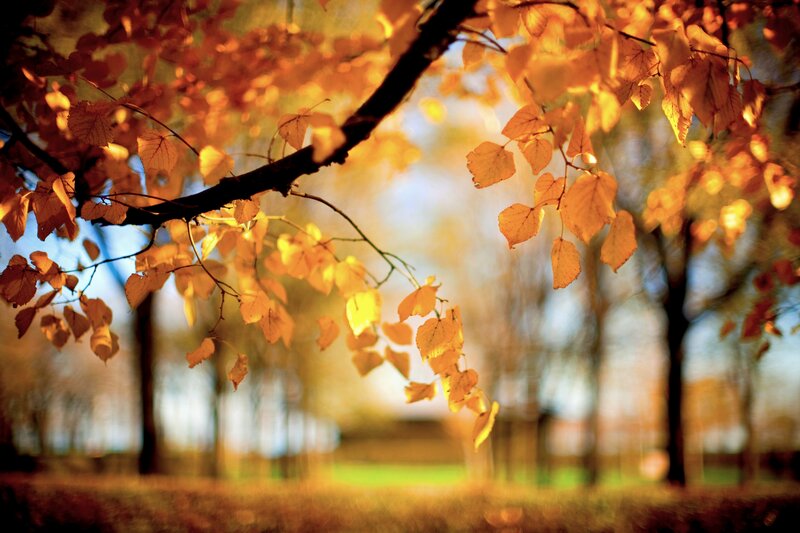 Autumn Leaves on Tree Branch — Yellow, Serene