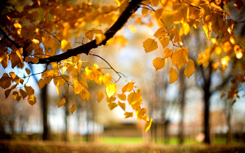 Autumn Leaves on Tree Branch — Yellow