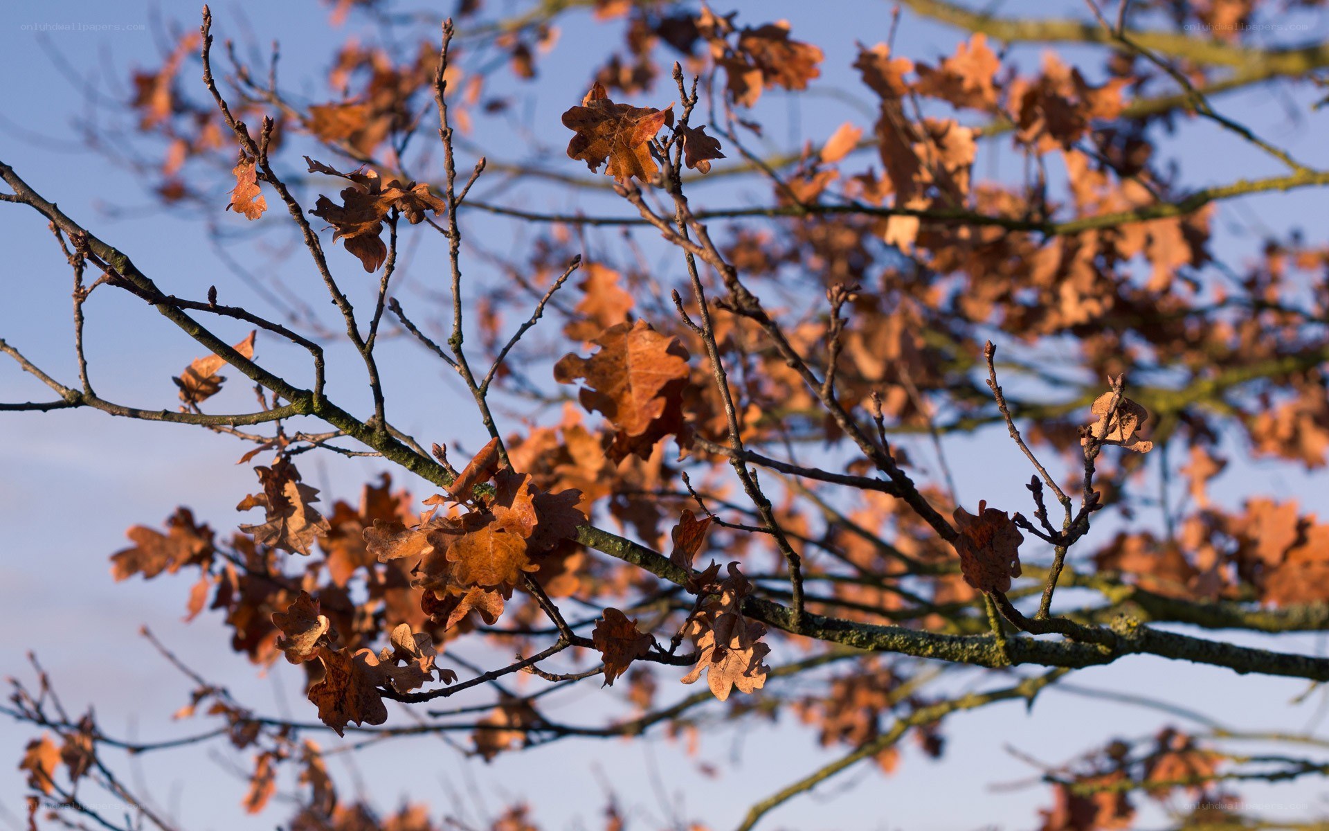 autumn leaves on tree branches