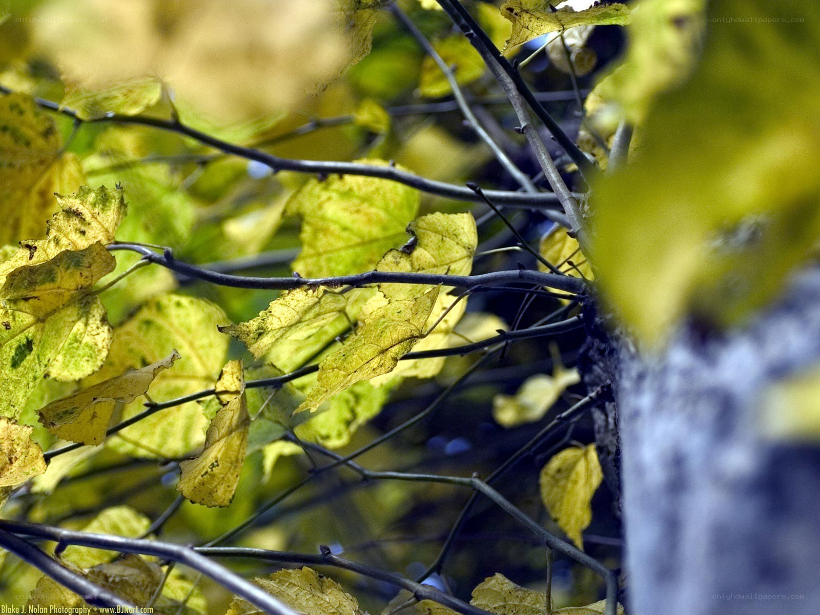 autumn leaves on tree branches