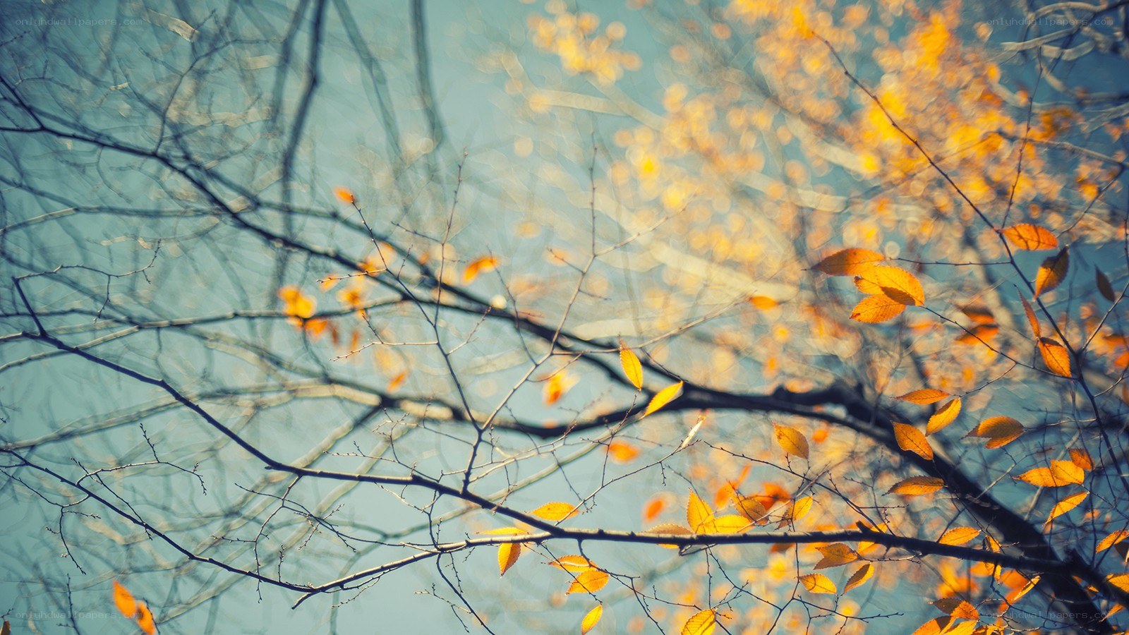 Autumn leaves on tree branches