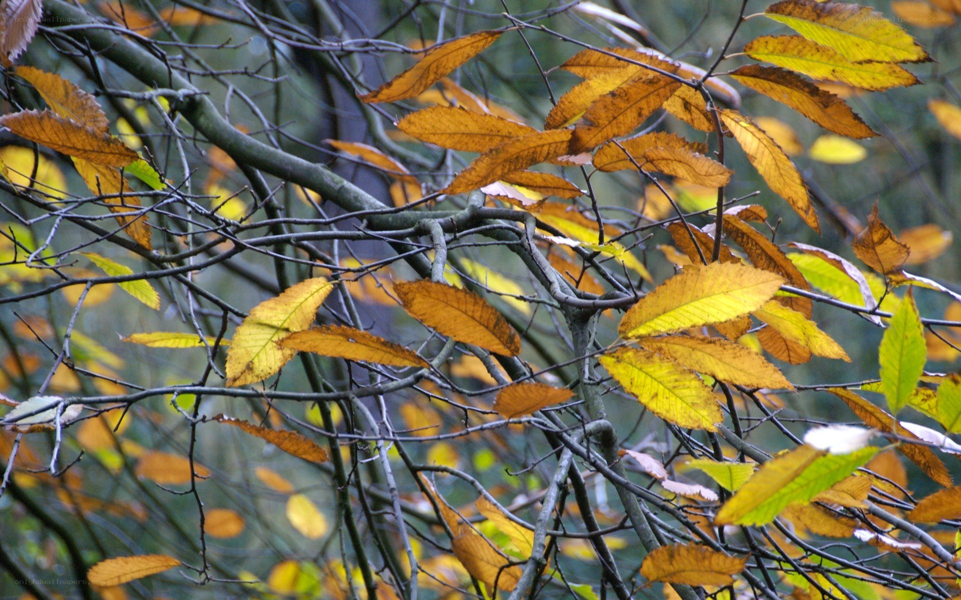 Autumn leaves on tree branches