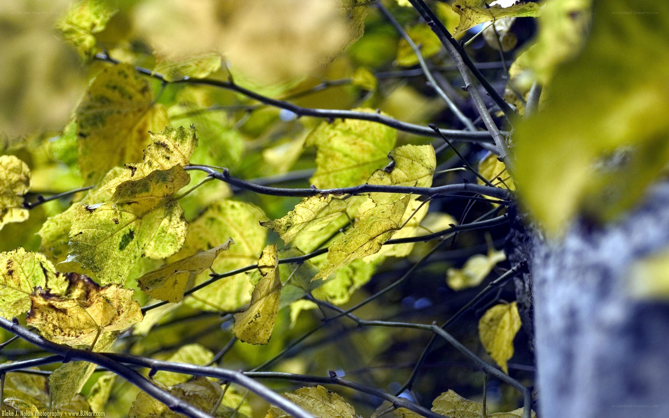 autumn leaves on tree branches