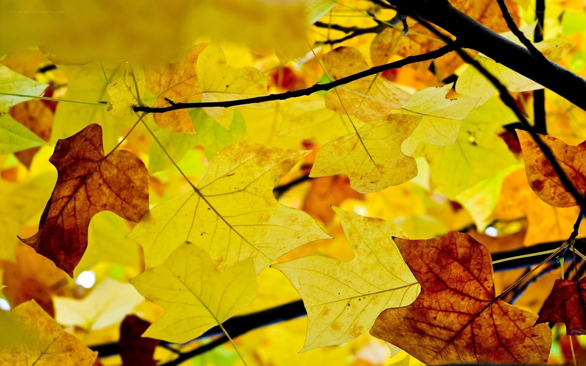 Autumn leaves on tree branches