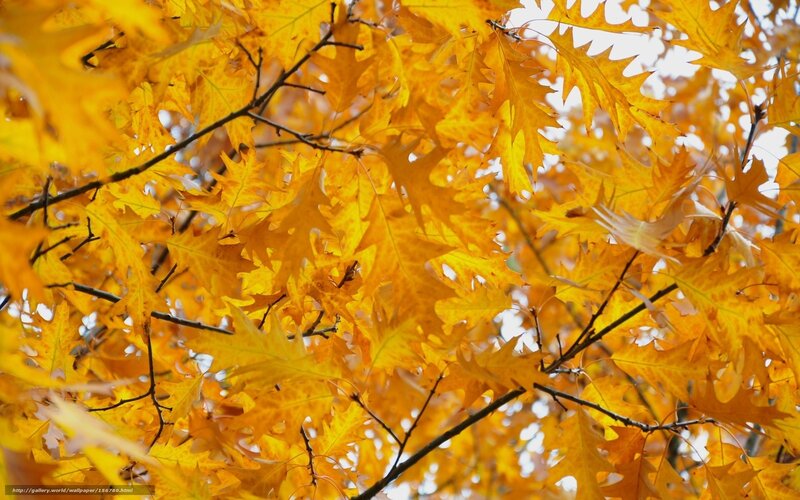 Autumn leaves on tree branches