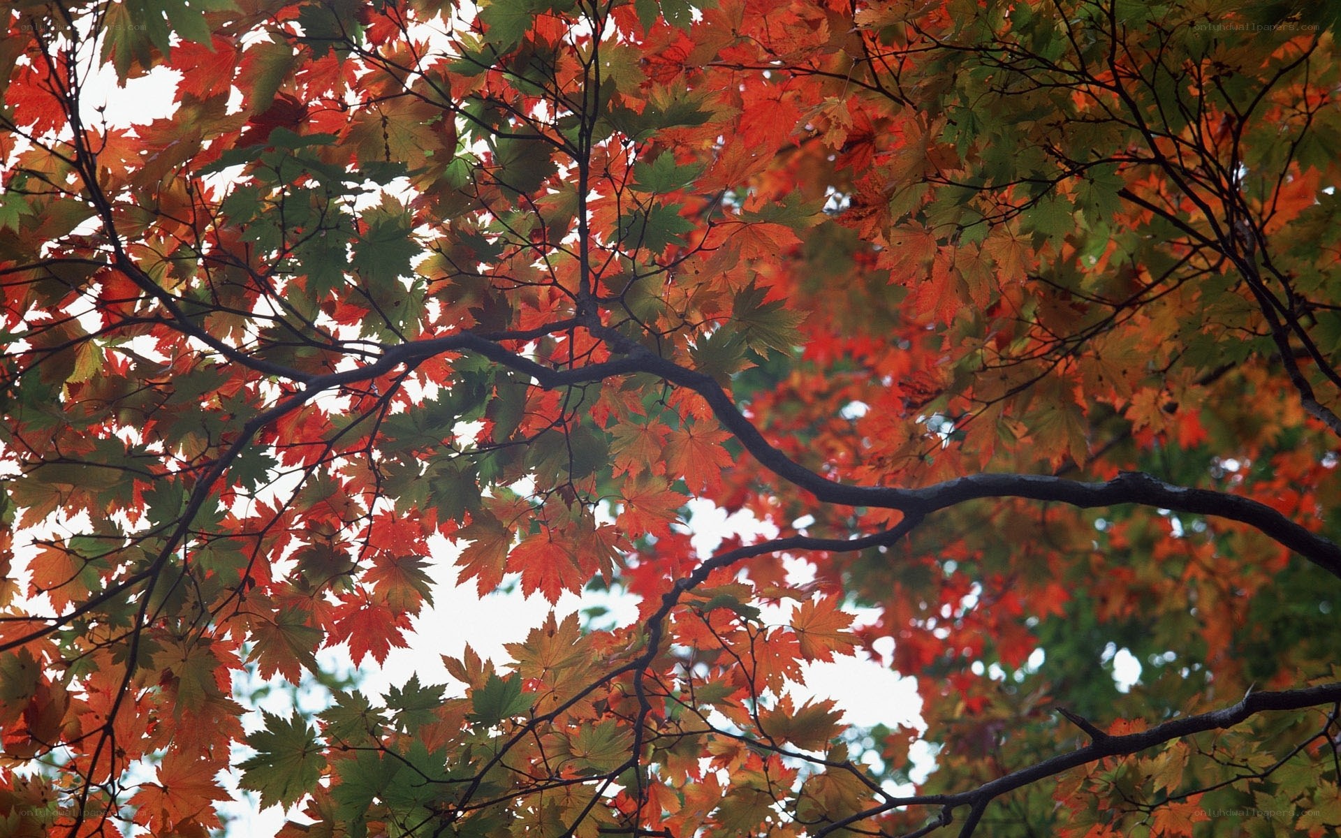 Autumn leaves on tree branches