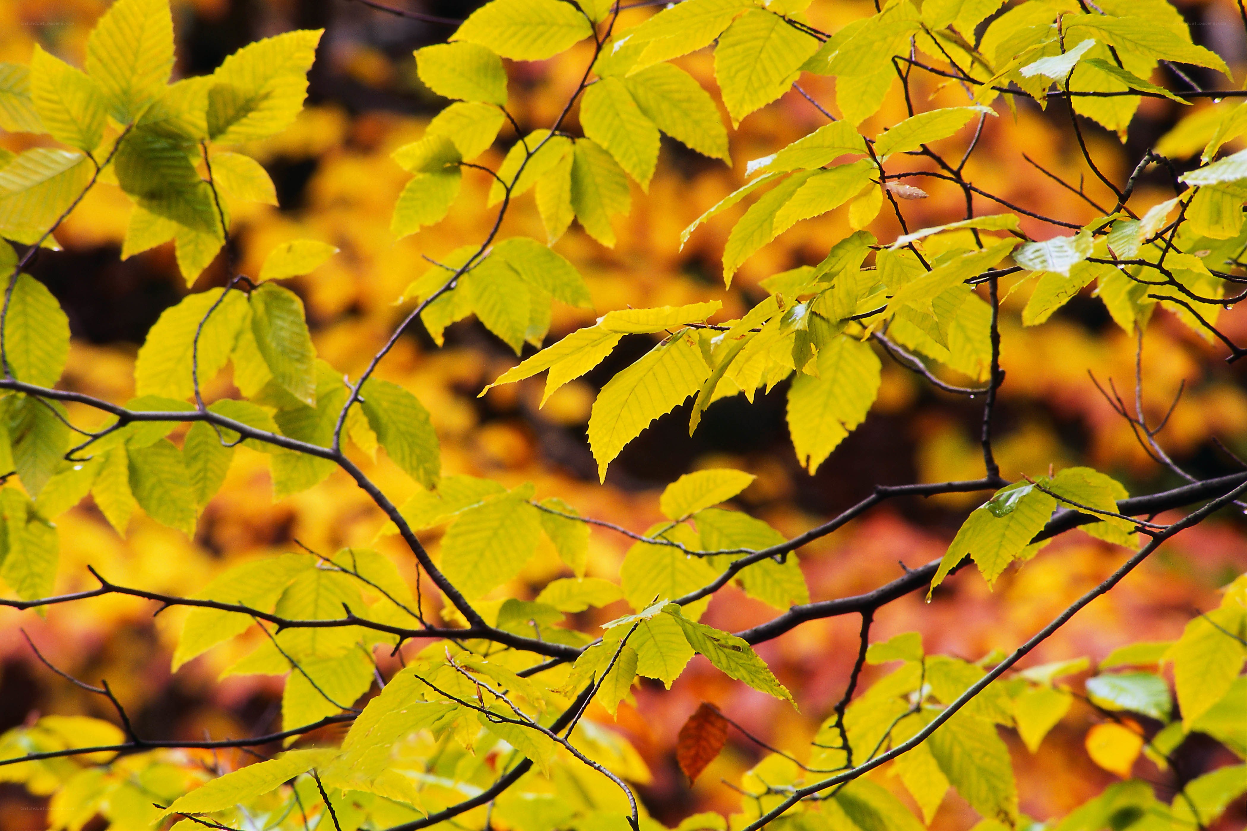 Autumn leaves on tree branches
