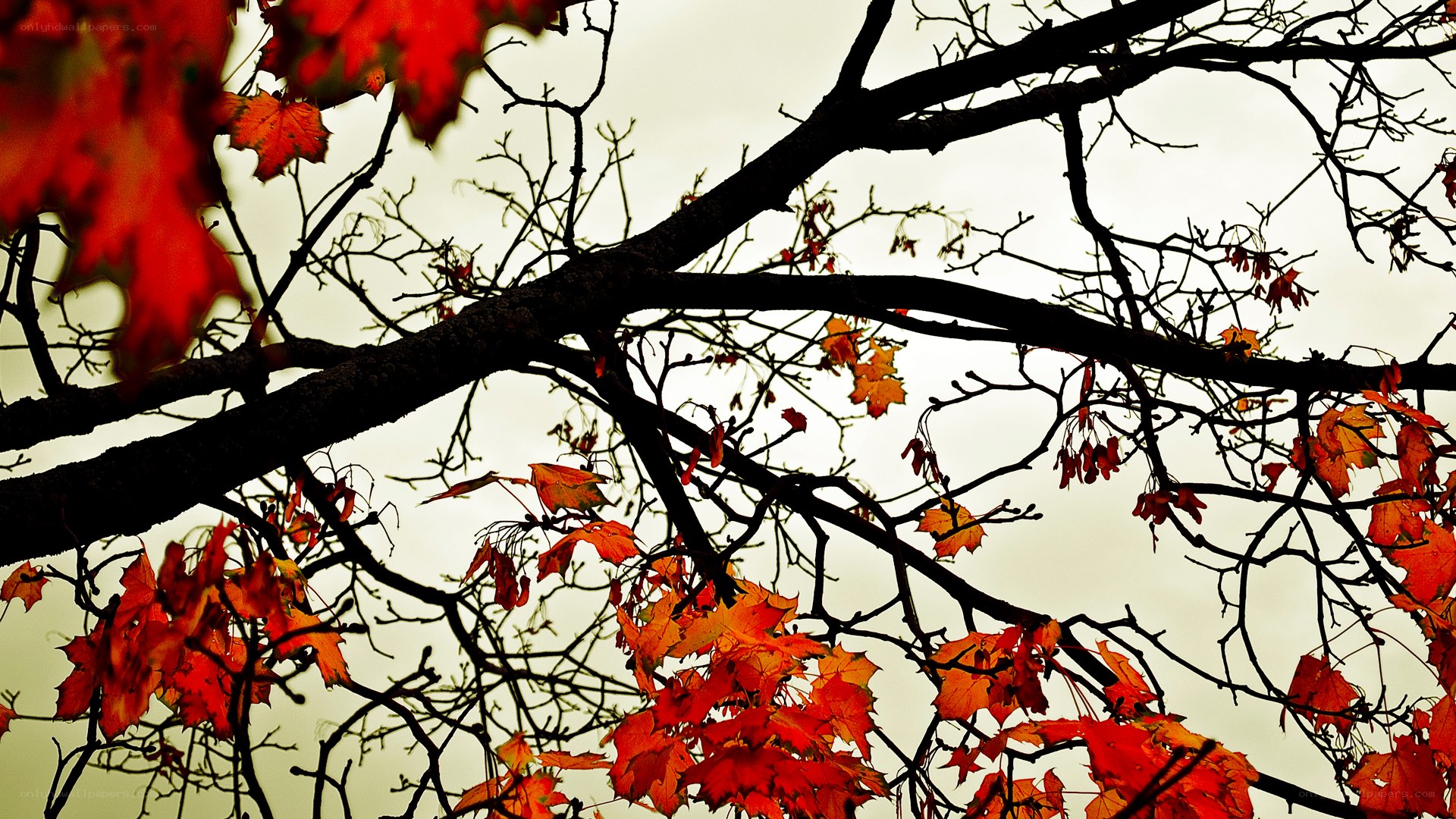 Autumn leaves on tree branches