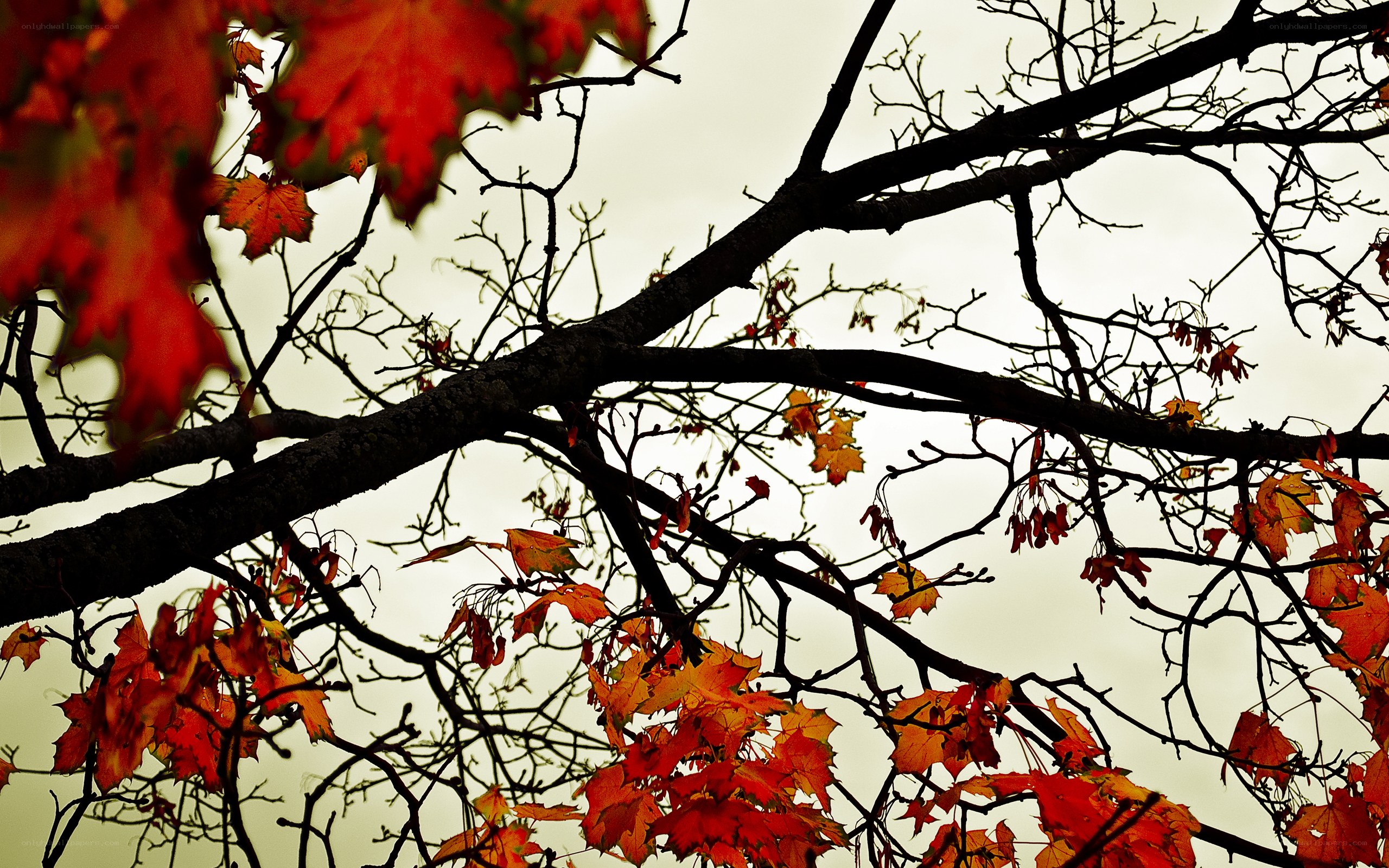 Autumn leaves on tree branches