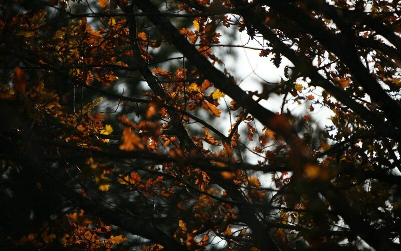 Autumn Leaves on Tree Branches — Brown, Dramatic