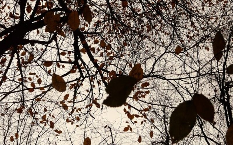 Autumn Leaves on Tree Branches — Brown