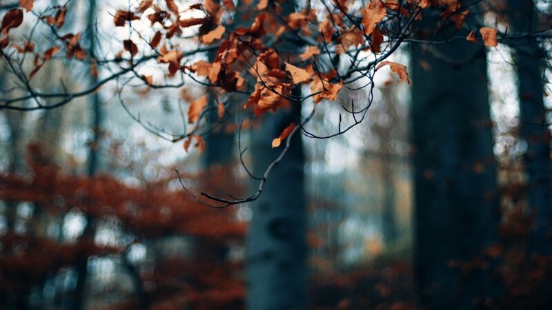 Autumn Leaves on Tree Branches — Orange