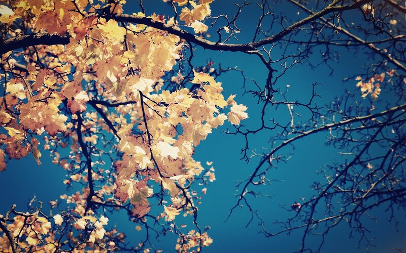 Autumn Leaves on Tree Branches — Yellow, Serene, Photograph