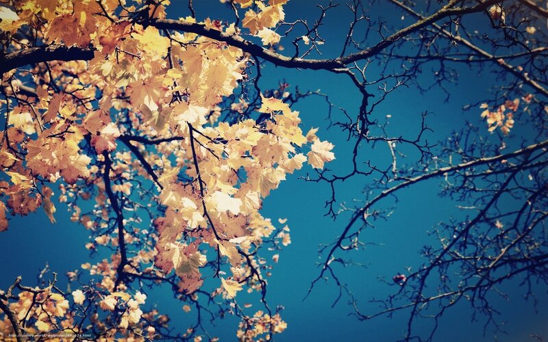Autumn Leaves on Tree Branches — Yellow, Serene