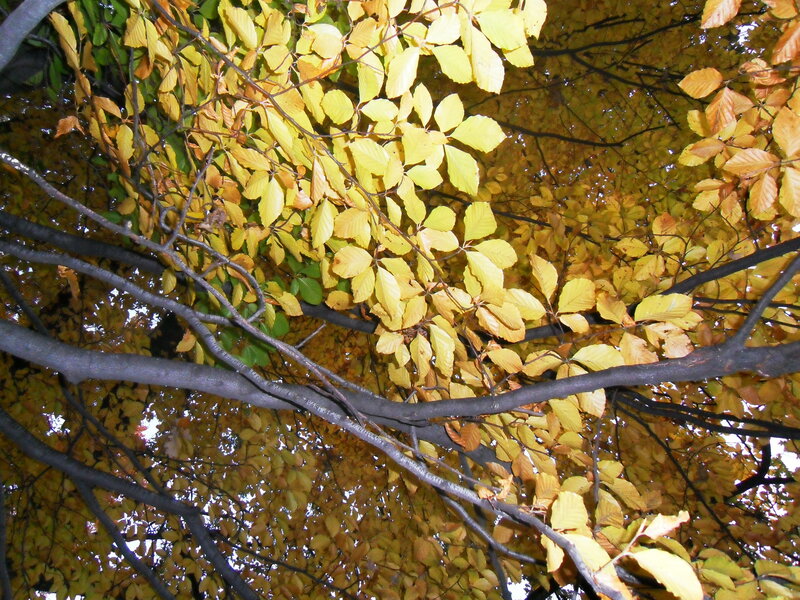Autumn Leaves on Tree Branches — Yellow