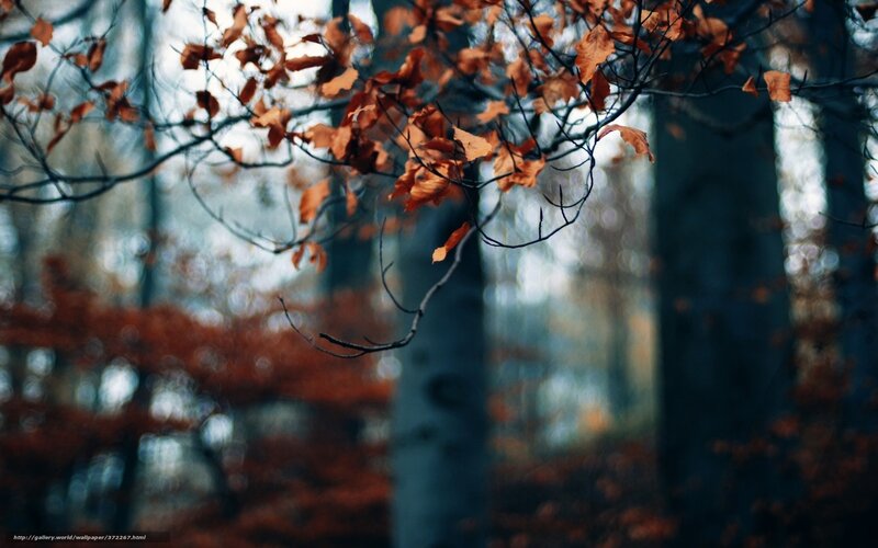 Autumn Leaves on Tree — Brown, Serene