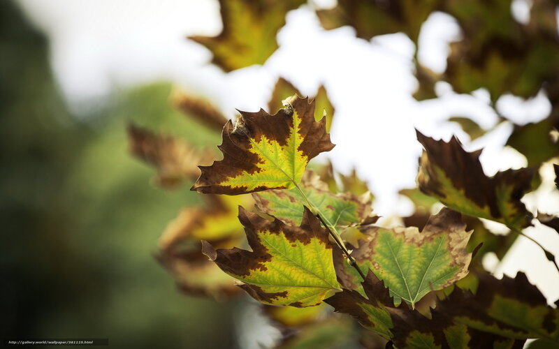 Autumn Leaves on Tree — Green, Serene, Photograph, Branch, Sky