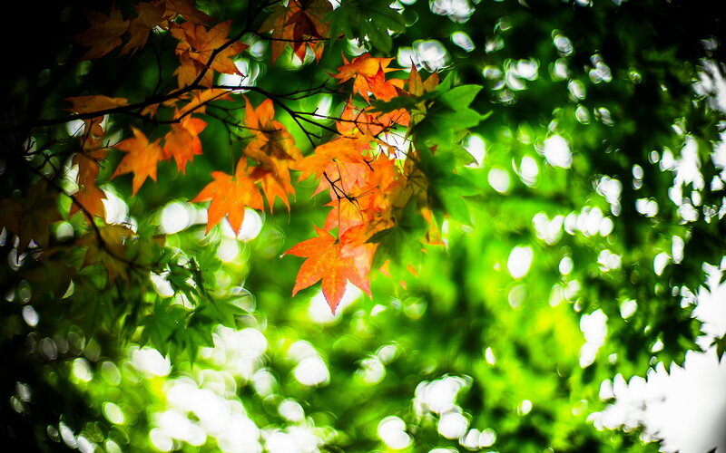 Autumn Leaves on Tree — Green, Serene, Photograph, Branches