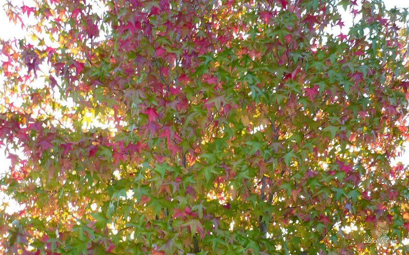 Autumn Leaves on Tree — Green, Serene, Photograph, Sunlight