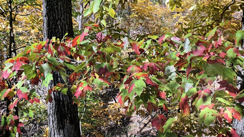 Autumn Leaves on Tree — Green, Serene, Photograph