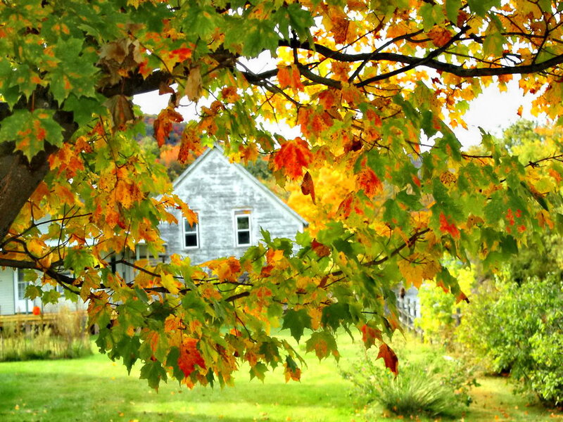 Autumn Leaves on Tree — Green, Serene