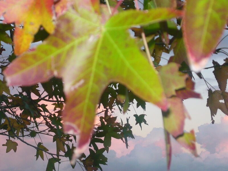 Autumn Leaves on Tree — Green