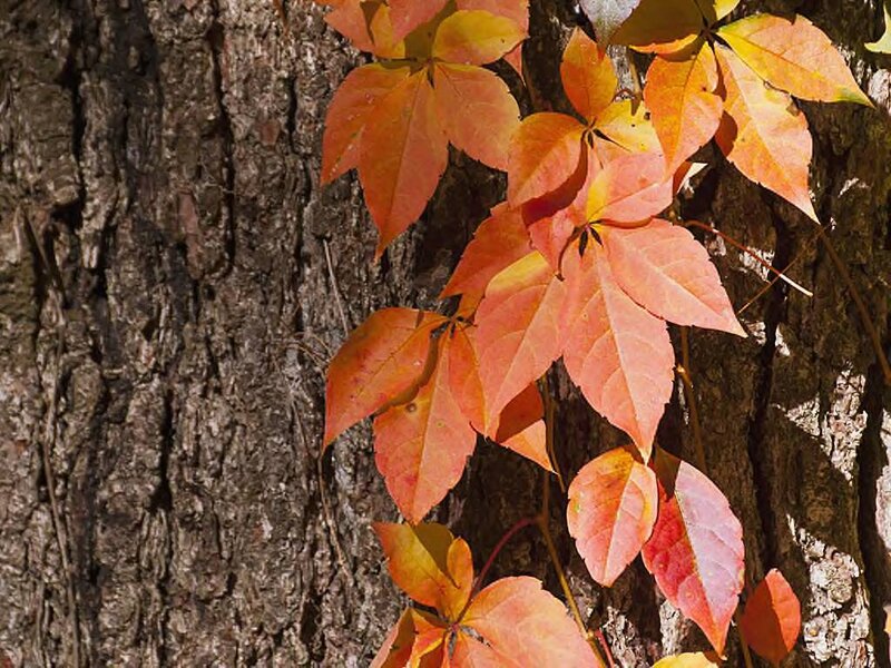 Autumn Leaves on Tree — Orange, Calm, Photograph