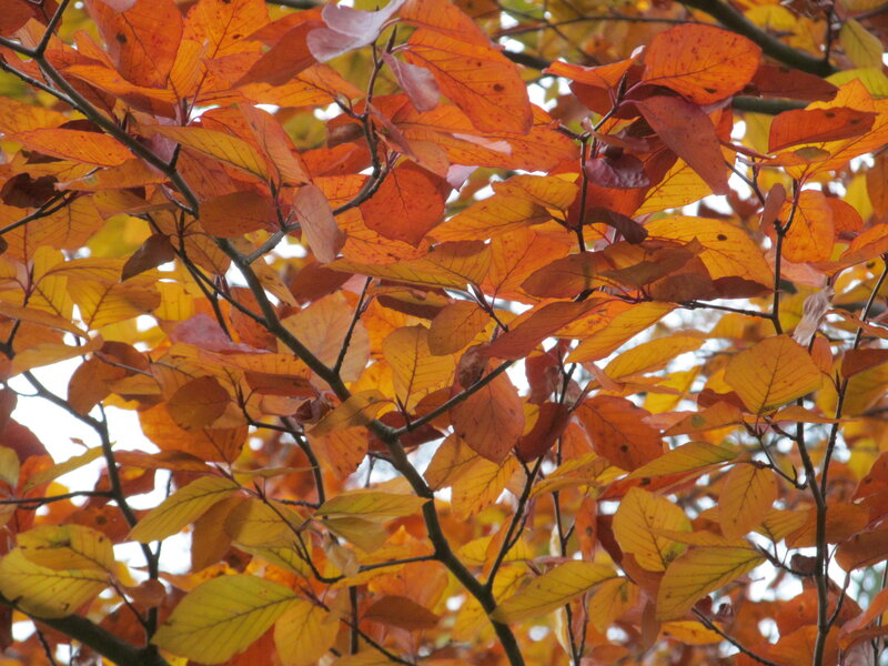 Autumn Leaves on Tree — Orange, Calm