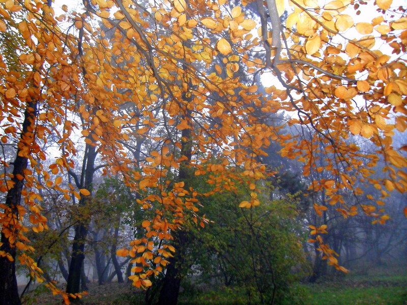 Autumn Leaves on Tree — Orange, Misty