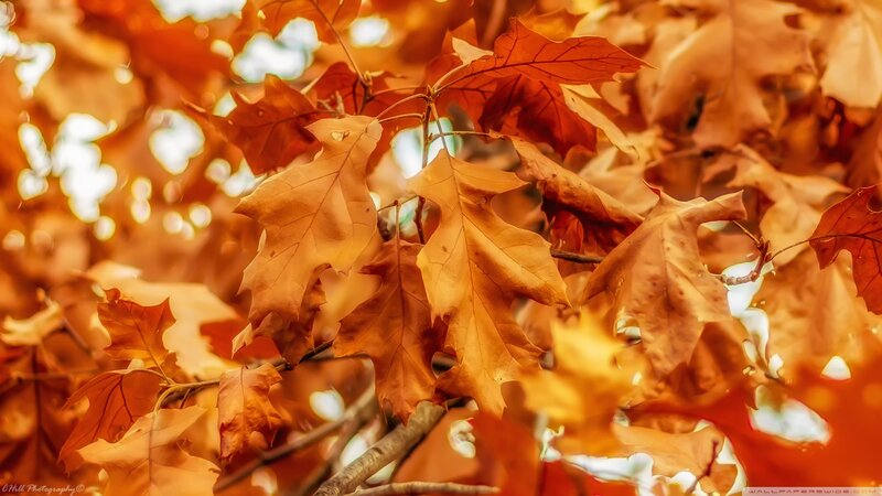 Autumn Leaves on Tree — Orange, Serene, Photograph, Branches, Sunlight