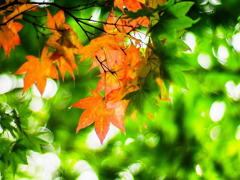 Autumn Leaves on Tree — Orange, Serene, Photograph, Branches