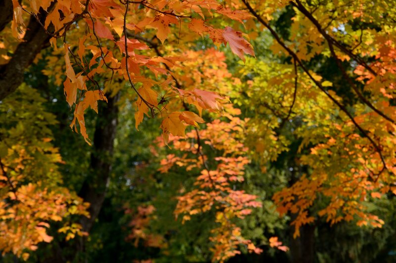 Autumn Leaves on Tree — Orange, Serene, Photograph, Forest