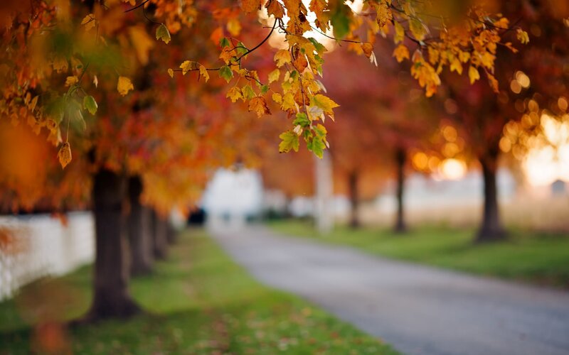 Autumn Leaves on Tree — Orange, Serene, Photograph, Path
