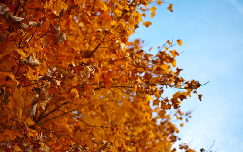 Autumn Leaves on Tree — Orange, Serene, Photograph, Sky