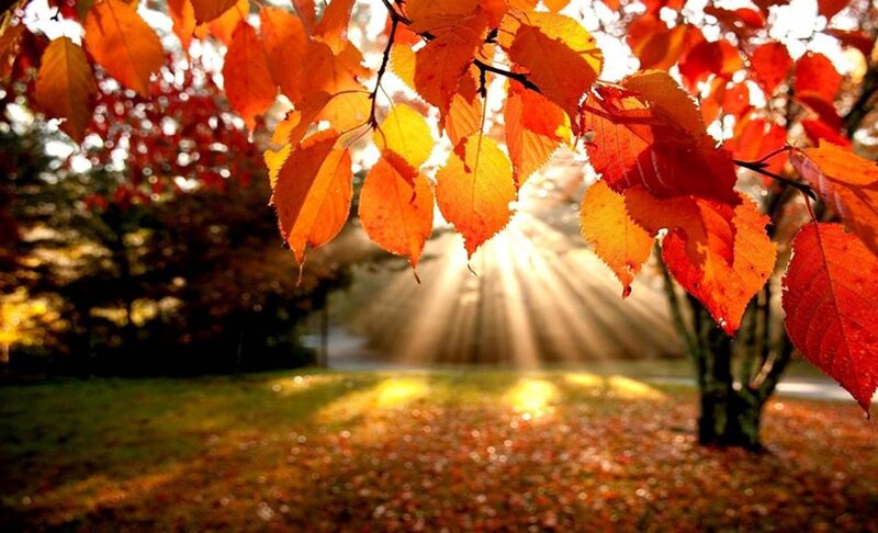 Autumn Leaves on Tree — Orange, Serene, Photograph, Sunlight, Grass, Fallen Leaves