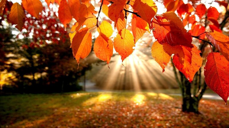 Autumn Leaves on Tree — Orange, Serene, Photograph, Sunlight