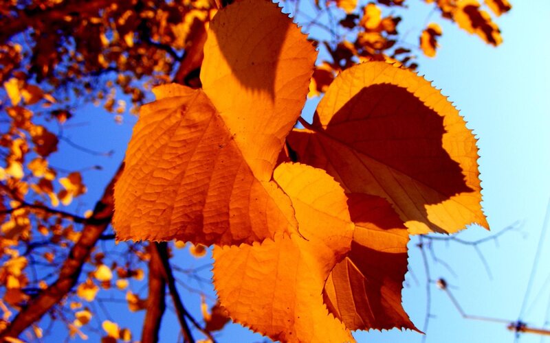 Autumn Leaves on Tree — Orange, Serene, Photograph, Tree Branches, Sky, Blue