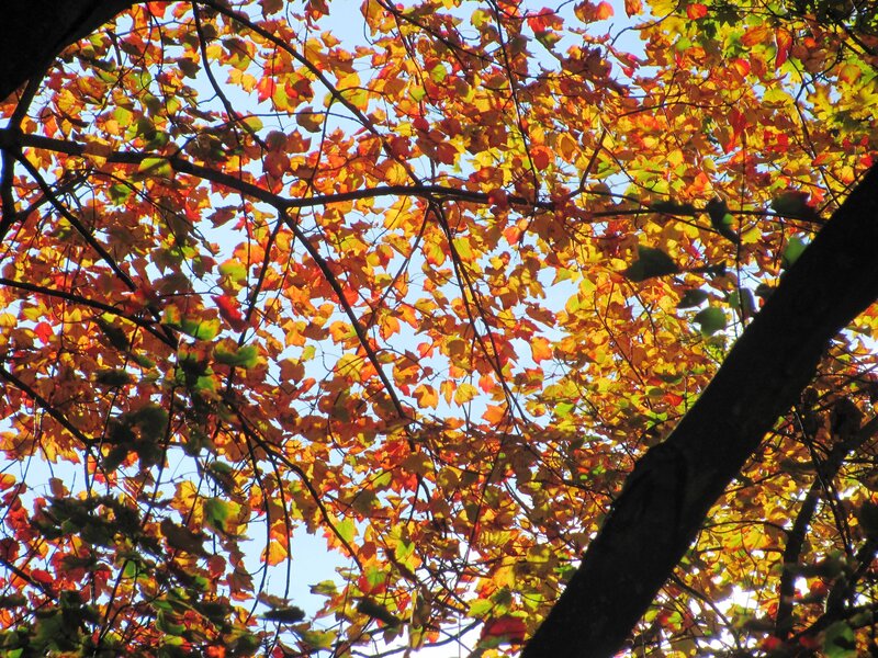 Autumn Leaves on Tree — Orange, Serene, Photograph, Tree Branches, Sky
