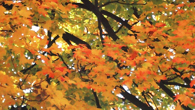 Autumn Leaves on Tree — Orange, Serene, Photograph, Tree Branches, Sunlight