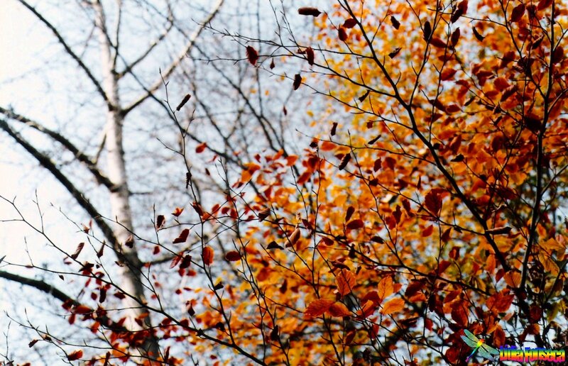 Autumn Leaves on Tree — Orange, Serene, Photograph, Tree Branches