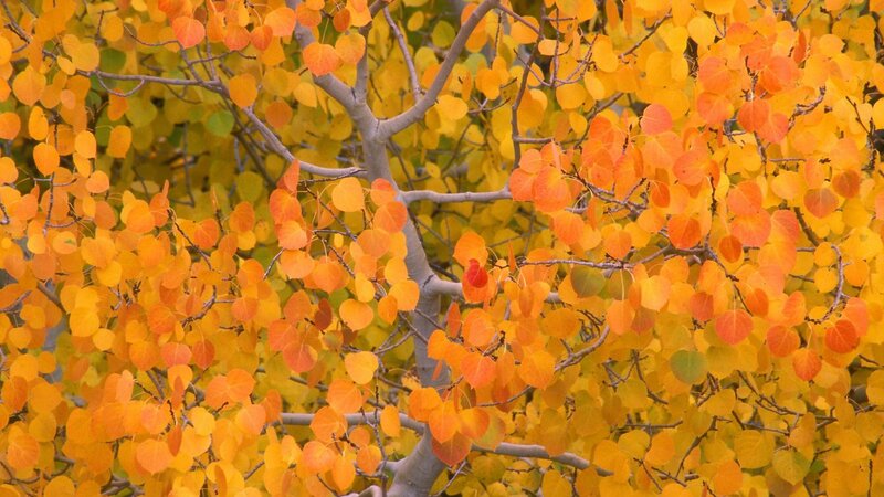 Autumn Leaves on Tree — Orange, Serene, Photograph, Tree Branches, Yellow, Green