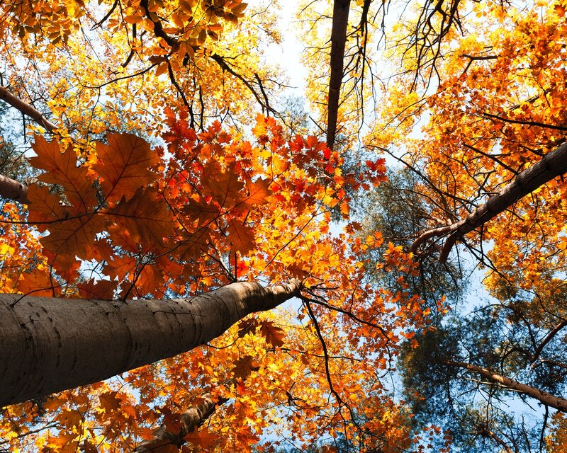 Autumn Leaves on Tree — Orange, Serene, Photograph, Tree Trunk, Branches