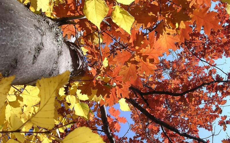 Autumn Leaves on Tree — Orange, Serene, Photograph, Tree Trunk