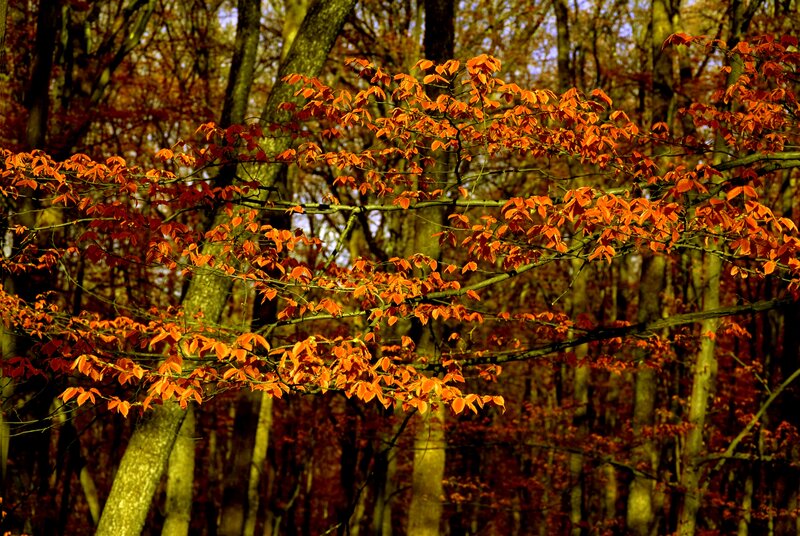 Autumn Leaves on Tree — Orange, Serene, Photograph, Trees, Forest