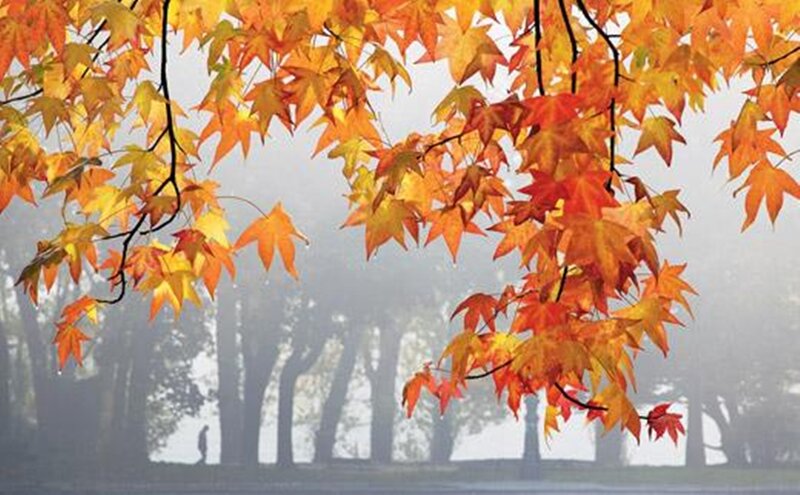 Autumn Leaves on Tree — Orange, Serene, Photograph, Trees