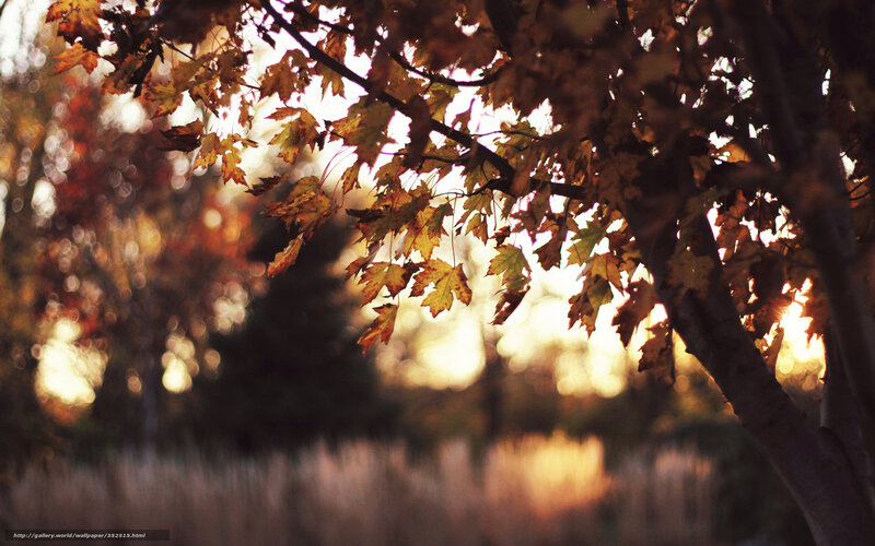 Autumn Leaves on Tree — Orange, Serene, Sunset