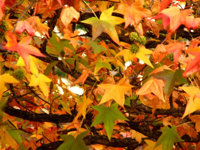 Autumn Leaves on Tree — Orange