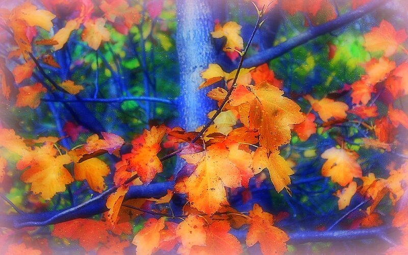 Autumn Leaves on Tree — Orange, Vibrant, Digital Art