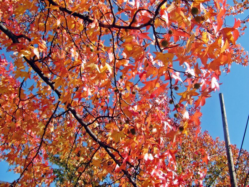 Autumn Leaves on Tree — Orange, Vibrant